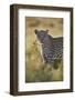 Leopard (Panthera pardus), male, Kgalagadi Transfrontier Park, South Africa, Africa-James Hager-Framed Photographic Print