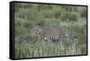 Leopard (Panthera pardus), male, Kgalagadi Transfrontier Park, South Africa, Africa-James Hager-Framed Stretched Canvas