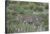 Leopard (Panthera pardus), male, Kgalagadi Transfrontier Park, South Africa, Africa-James Hager-Stretched Canvas