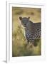 Leopard (Panthera pardus), male, Kgalagadi Transfrontier Park, South Africa, Africa-James Hager-Framed Photographic Print