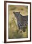 Leopard (Panthera pardus), male, Kgalagadi Transfrontier Park, South Africa, Africa-James Hager-Framed Photographic Print