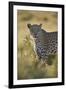 Leopard (Panthera pardus), male, Kgalagadi Transfrontier Park, South Africa, Africa-James Hager-Framed Photographic Print