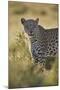 Leopard (Panthera pardus), male, Kgalagadi Transfrontier Park, South Africa, Africa-James Hager-Mounted Photographic Print