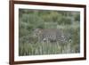Leopard (Panthera pardus), male, Kgalagadi Transfrontier Park, South Africa, Africa-James Hager-Framed Photographic Print