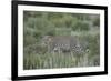 Leopard (Panthera pardus), male, Kgalagadi Transfrontier Park, South Africa, Africa-James Hager-Framed Photographic Print