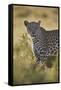 Leopard (Panthera pardus), male, Kgalagadi Transfrontier Park, South Africa, Africa-James Hager-Framed Stretched Canvas