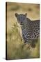 Leopard (Panthera pardus), male, Kgalagadi Transfrontier Park, South Africa, Africa-James Hager-Stretched Canvas