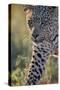 Leopard (Panthera pardus), male, Kgalagadi Transfrontier Park, South Africa, Africa-James Hager-Stretched Canvas