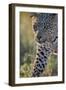 Leopard (Panthera pardus), male, Kgalagadi Transfrontier Park, South Africa, Africa-James Hager-Framed Photographic Print