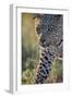 Leopard (Panthera pardus), male, Kgalagadi Transfrontier Park, South Africa, Africa-James Hager-Framed Photographic Print