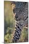 Leopard (Panthera pardus), male, Kgalagadi Transfrontier Park, South Africa, Africa-James Hager-Mounted Photographic Print