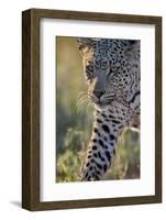 Leopard (Panthera pardus), male, Kgalagadi Transfrontier Park, South Africa, Africa-James Hager-Framed Photographic Print