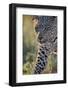 Leopard (Panthera pardus), male, Kgalagadi Transfrontier Park, South Africa, Africa-James Hager-Framed Photographic Print