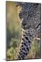 Leopard (Panthera pardus), male, Kgalagadi Transfrontier Park, South Africa, Africa-James Hager-Mounted Photographic Print