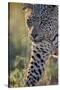 Leopard (Panthera pardus), male, Kgalagadi Transfrontier Park, South Africa, Africa-James Hager-Stretched Canvas