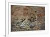 Leopard (Panthera pardus), male, Kruger National Park, South Africa, Africa-James Hager-Framed Photographic Print