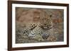 Leopard (Panthera pardus), male, Kruger National Park, South Africa, Africa-James Hager-Framed Photographic Print