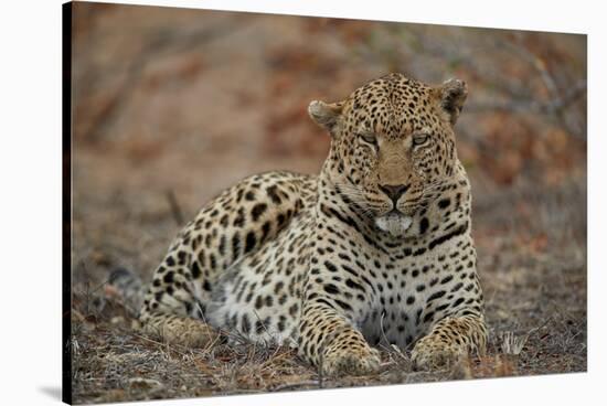 Leopard (Panthera pardus), male, Kruger National Park, South Africa, Africa-James Hager-Stretched Canvas