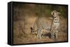 Leopard (Panthera Pardus) Male Looking Up at His Kill in the Tree-Wim van den Heever-Framed Stretched Canvas