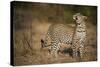 Leopard (Panthera Pardus) Male Looking Up at His Kill in the Tree-Wim van den Heever-Stretched Canvas