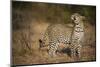 Leopard (Panthera Pardus) Male Looking Up at His Kill in the Tree-Wim van den Heever-Mounted Photographic Print