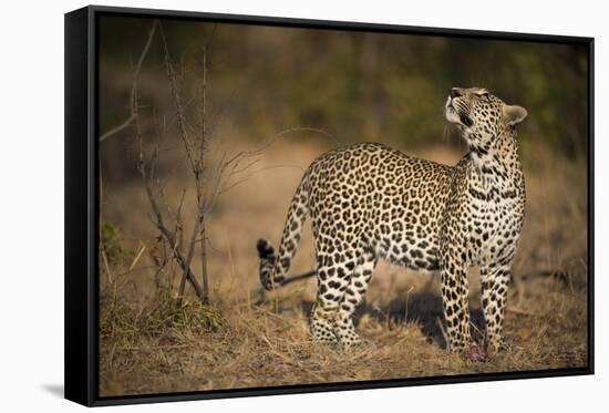 Leopard (Panthera Pardus) Male Looking Up at His Kill in the Tree-Wim van den Heever-Framed Stretched Canvas