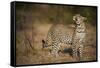 Leopard (Panthera Pardus) Male Looking Up at His Kill in the Tree-Wim van den Heever-Framed Stretched Canvas