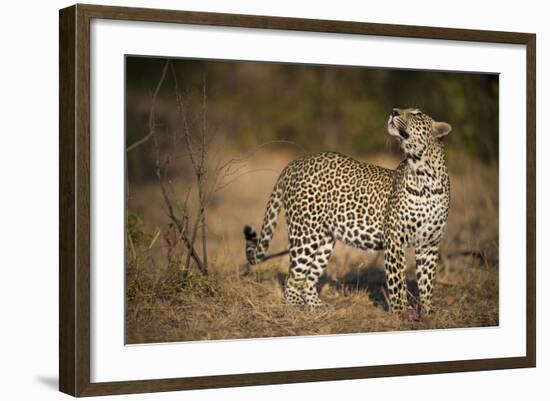 Leopard (Panthera Pardus) Male Looking Up at His Kill in the Tree-Wim van den Heever-Framed Photographic Print