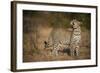 Leopard (Panthera Pardus) Male Looking Up at His Kill in the Tree-Wim van den Heever-Framed Photographic Print