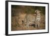 Leopard (Panthera Pardus) Male Looking Up at His Kill in the Tree-Wim van den Heever-Framed Photographic Print