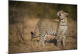 Leopard (Panthera Pardus) Male Looking Up at His Kill in the Tree-Wim van den Heever-Mounted Photographic Print