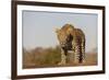 Leopard (Panthera pardus) male, Zimanga private game reserve, KwaZulu-Natal-Ann and Steve Toon-Framed Photographic Print