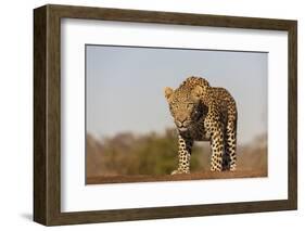 Leopard (Panthera pardus) male, Zimanga private game reserve, KwaZulu-Natal-Ann and Steve Toon-Framed Photographic Print