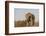 Leopard (Panthera pardus) male, Zimanga private game reserve, KwaZulu-Natal-Ann and Steve Toon-Framed Photographic Print