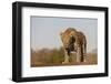 Leopard (Panthera pardus) male, Zimanga private game reserve, KwaZulu-Natal-Ann and Steve Toon-Framed Photographic Print