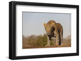 Leopard (Panthera pardus) male, Zimanga private game reserve, KwaZulu-Natal-Ann and Steve Toon-Framed Photographic Print