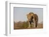 Leopard (Panthera pardus) male, Zimanga private game reserve, KwaZulu-Natal-Ann and Steve Toon-Framed Photographic Print