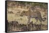 Leopard, Panthera pardus, Masai Mara, Kenya.-Sergio Pitamitz-Framed Stretched Canvas