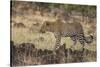 Leopard, Panthera pardus, Masai Mara, Kenya.-Sergio Pitamitz-Stretched Canvas