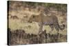 Leopard, Panthera pardus, Masai Mara, Kenya.-Sergio Pitamitz-Stretched Canvas