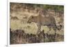 Leopard, Panthera pardus, Masai Mara, Kenya.-Sergio Pitamitz-Framed Photographic Print