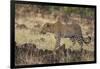 Leopard, Panthera pardus, Masai Mara, Kenya.-Sergio Pitamitz-Framed Photographic Print