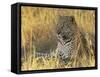 Leopard (Panthera Pardus), Masai Mara National Reserve, Kenya, East Africa, Africa-James Hager-Framed Stretched Canvas