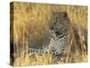 Leopard (Panthera Pardus), Masai Mara National Reserve, Kenya, East Africa, Africa-James Hager-Stretched Canvas