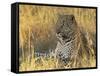 Leopard (Panthera Pardus), Masai Mara National Reserve, Kenya, East Africa, Africa-James Hager-Framed Stretched Canvas