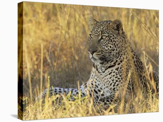 Leopard (Panthera Pardus), Masai Mara National Reserve, Kenya, East Africa, Africa-James Hager-Stretched Canvas