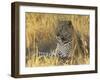 Leopard (Panthera Pardus), Masai Mara National Reserve, Kenya, East Africa, Africa-James Hager-Framed Photographic Print