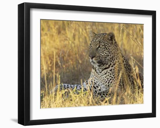 Leopard (Panthera Pardus), Masai Mara National Reserve, Kenya, East Africa, Africa-James Hager-Framed Photographic Print