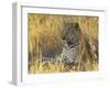 Leopard (Panthera Pardus), Masai Mara National Reserve, Kenya, East Africa, Africa-James Hager-Framed Photographic Print