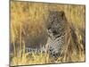 Leopard (Panthera Pardus), Masai Mara National Reserve, Kenya, East Africa, Africa-James Hager-Mounted Photographic Print